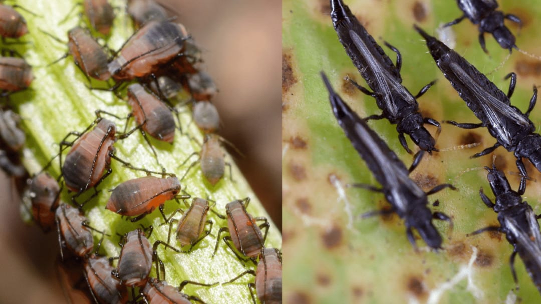 Aphids vs. Thrips - What's Worse?