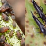 Aphids vs. Thrips