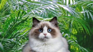 Are Palms Toxic To Cats