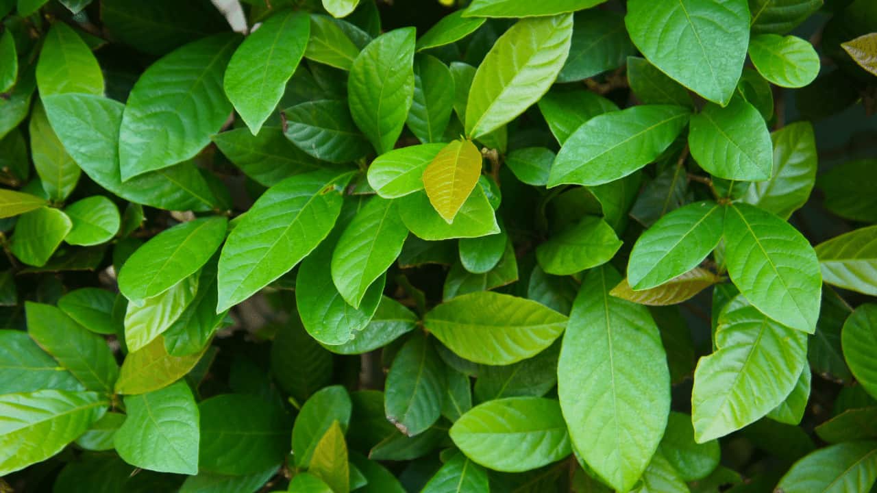 Asian Jasmine Care Guide A Gardeners Dream