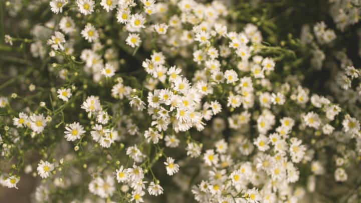 Aster Ericoides Care – What You Need to Know