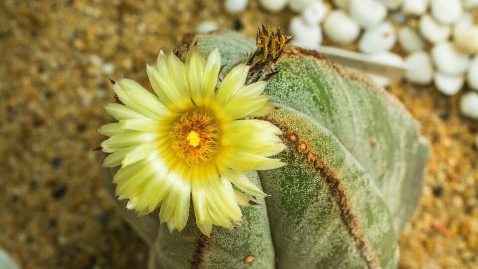 Bishop's Cap Cactus Care – The Definitive Guide Care