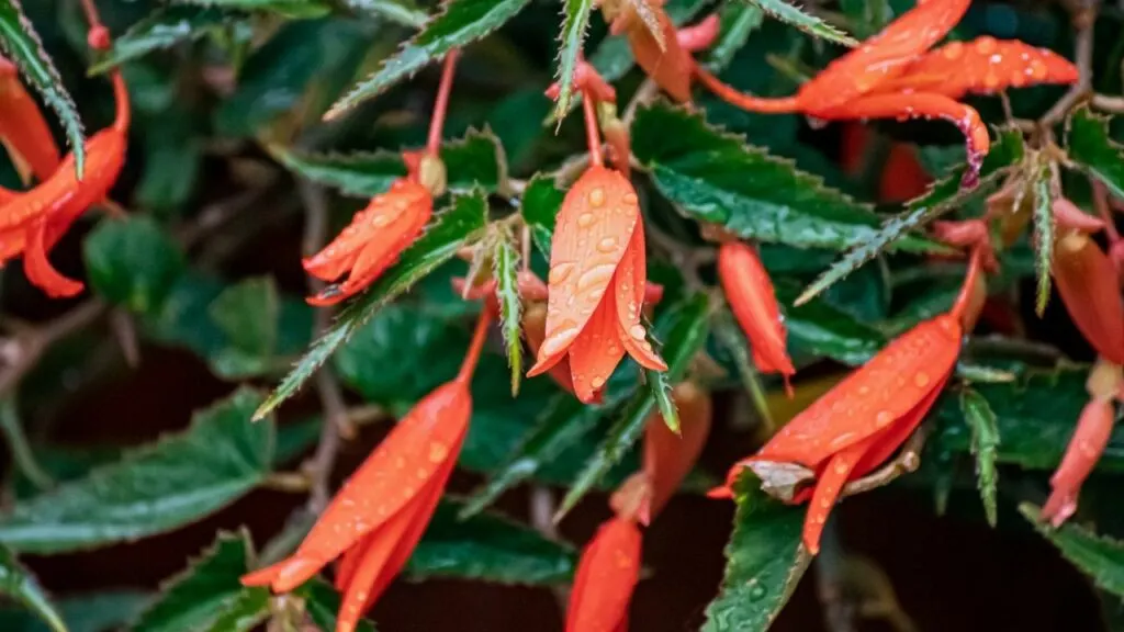 Begonia Boliviensis