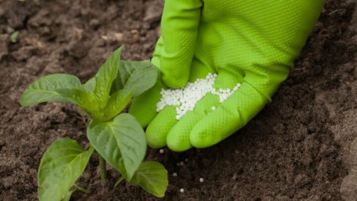 Best Fertilizers for Vegetables 2024 – The 11 Winners!