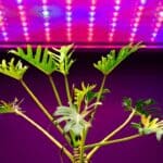 Best Houseplants for Growing under Artificial Lights
