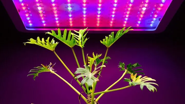13 of the Best Grow Lights for Indoor Gardens