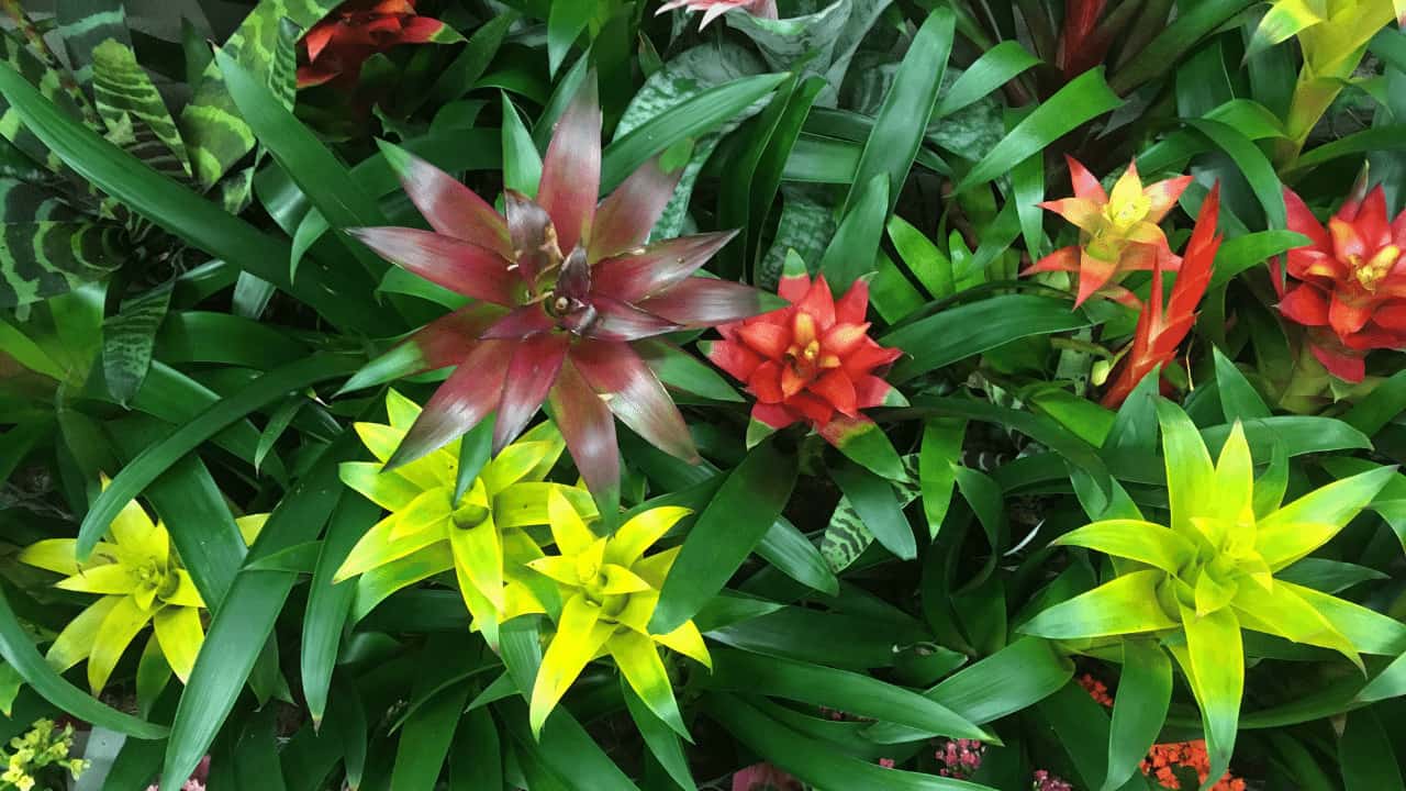 The Best Potting Mix for Bromeliads - Revealed!