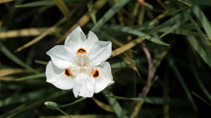 Bicolor Iris Care – Master Gardener Guide