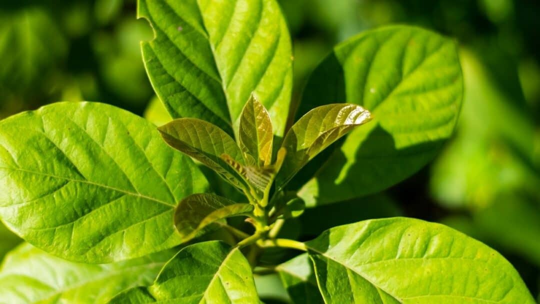 The Causes of Brown Spots on Avocado Leaves — Revealed!