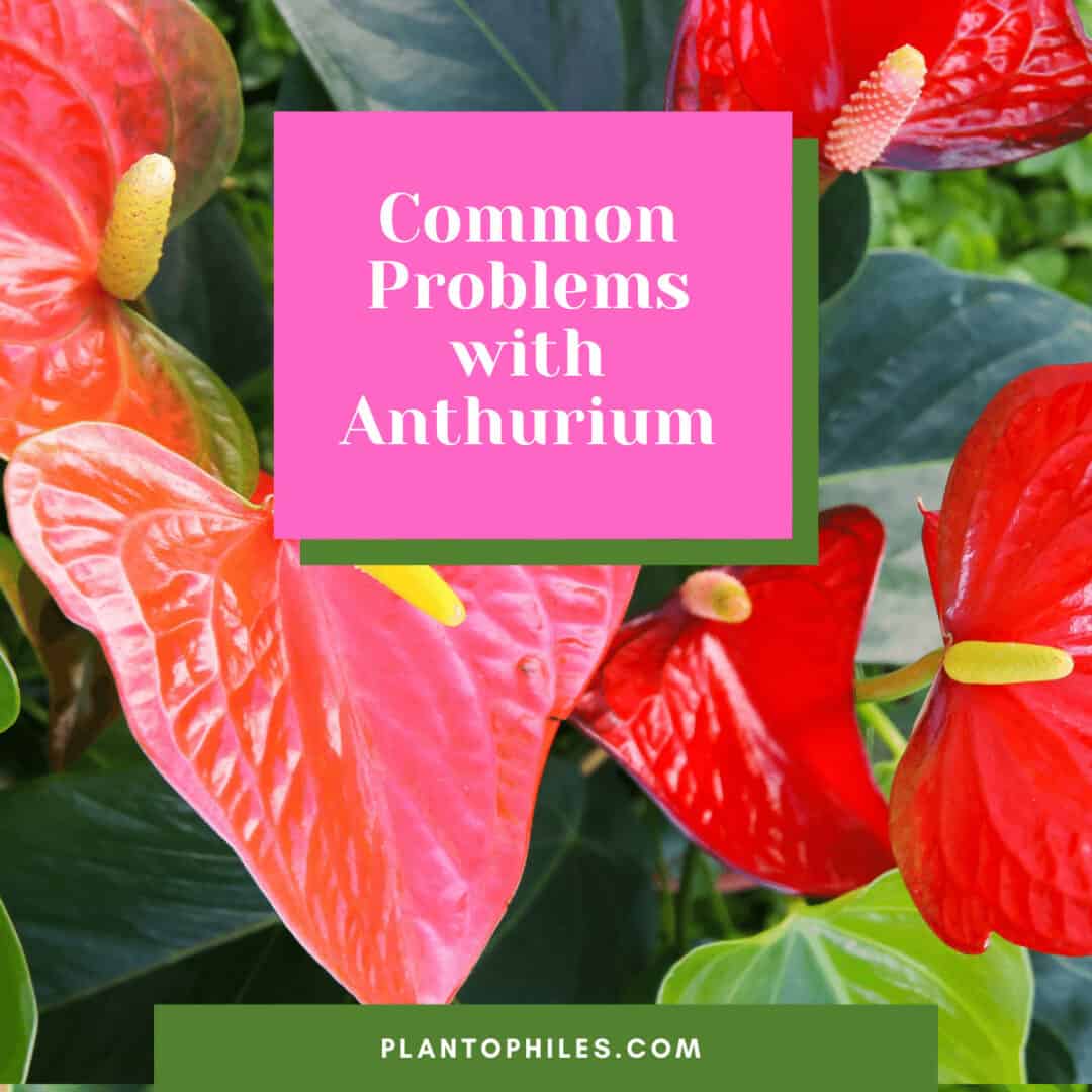 Common Problems with Anthurium – SOLVED!