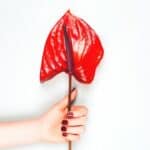 Common Problems with Anthurium