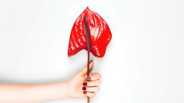 Common Problems with Anthurium – SOLVED!