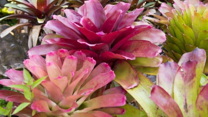 Curly Leaves on Bromeliads – No More!