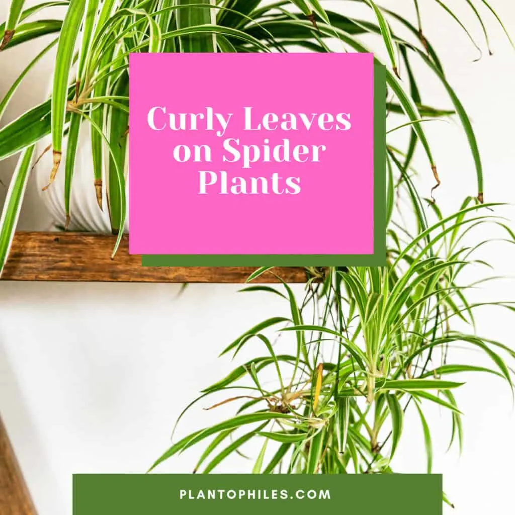 Curly Leaves on Spider Plants