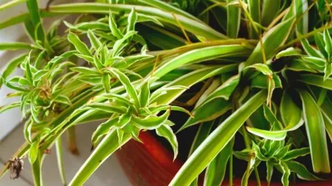 Curly Leaves On Spider Plants: 4 Reasons & Remedies