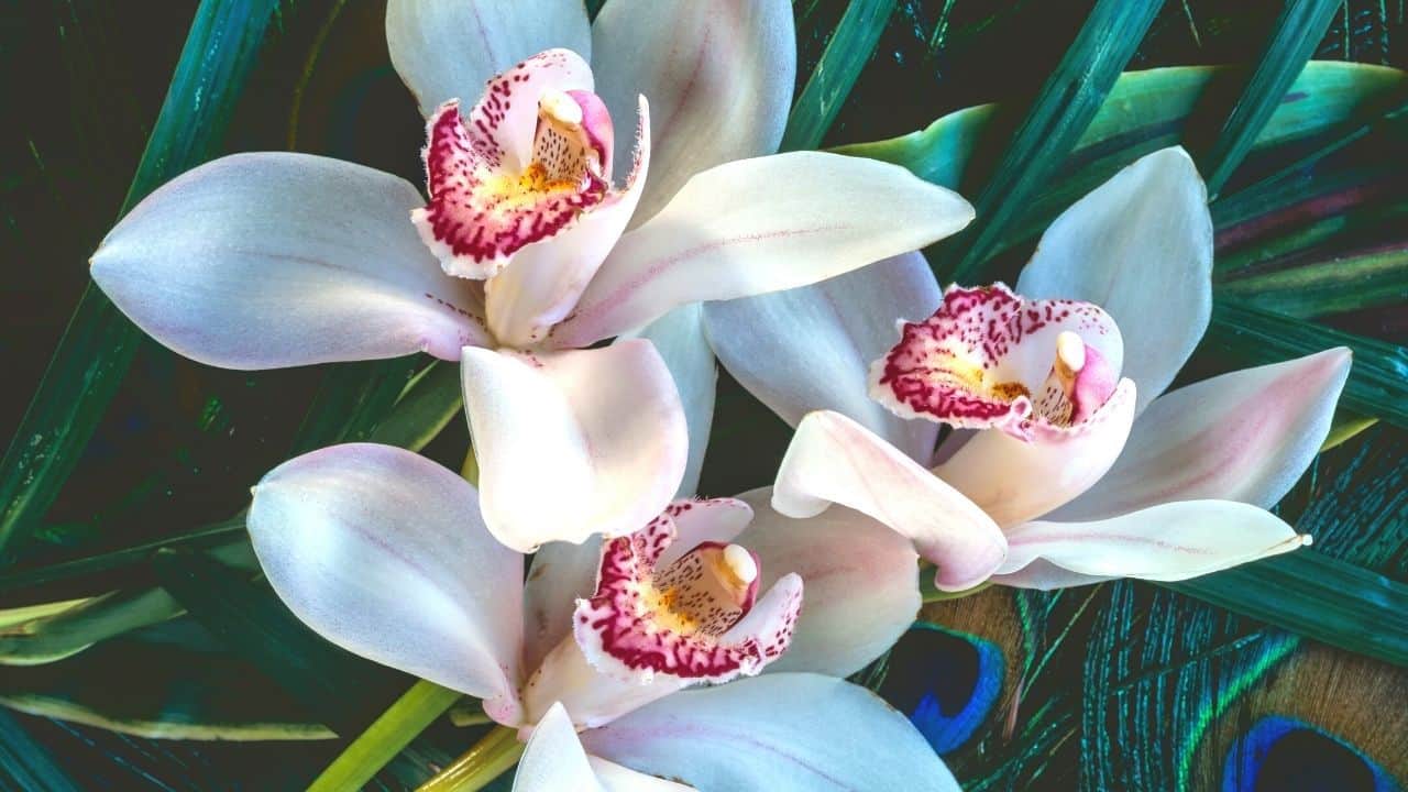 Cymbidium Orchid Care Guide Pro Tips You Need To Know