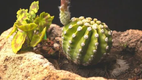 Domino Cactus Care Explained from Start To Finish
