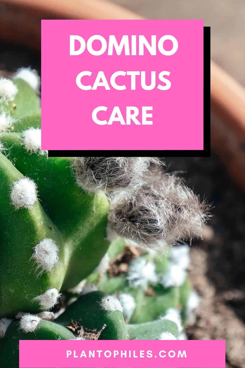 Domino Cactus Care