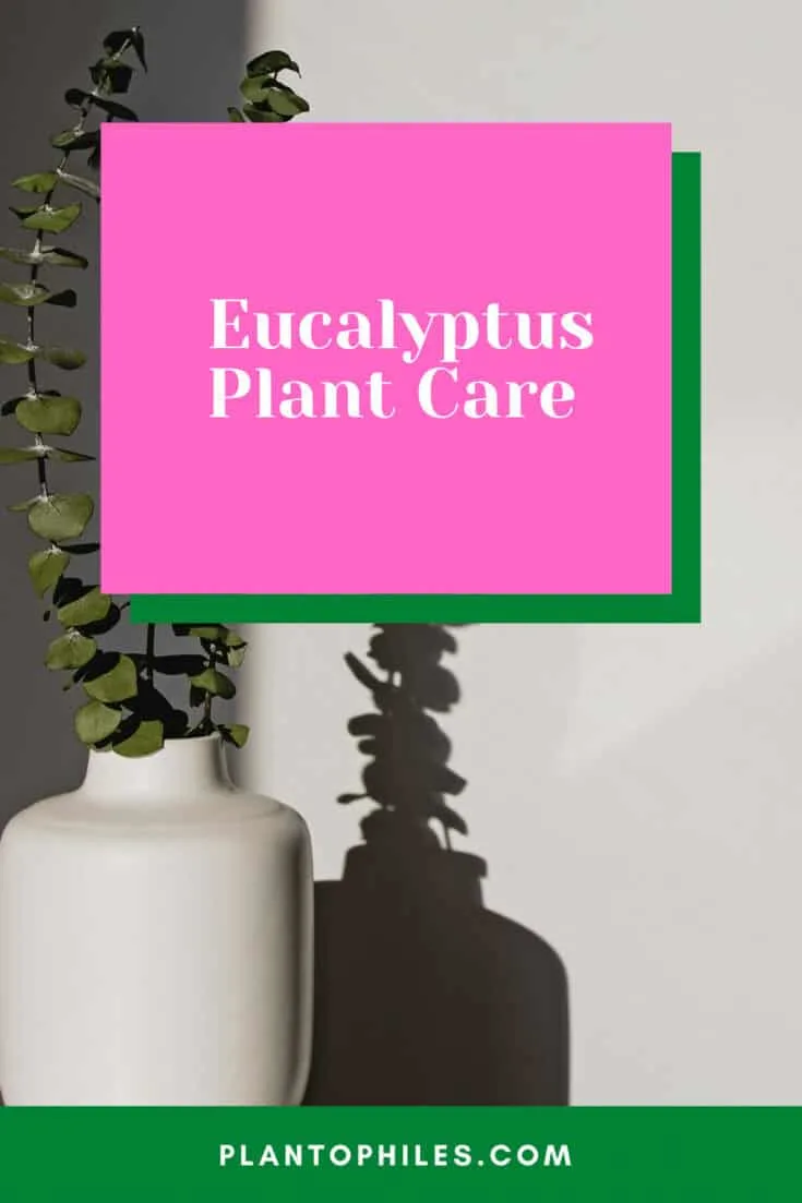 Eucalyptus Plant Care