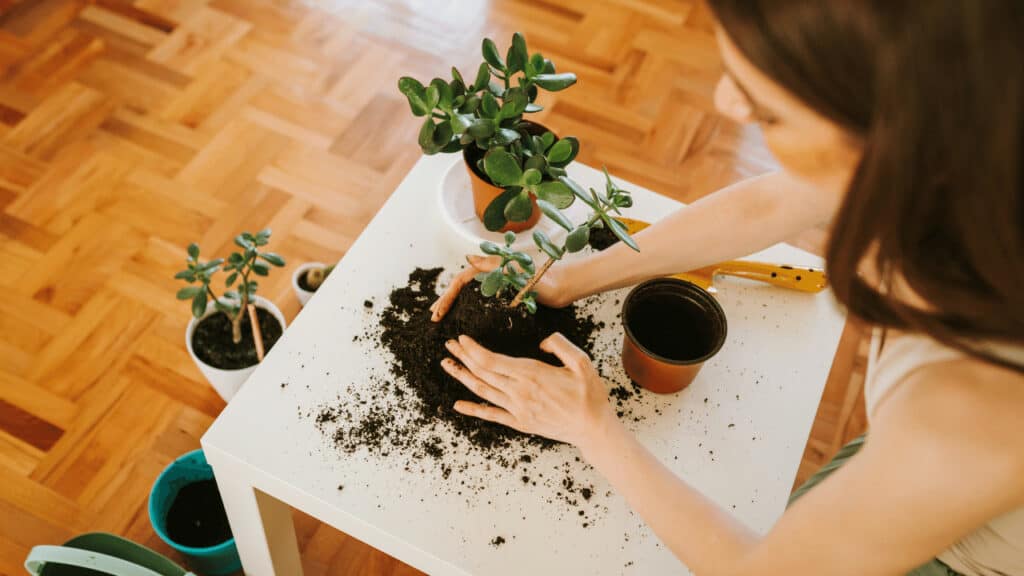 How to Get Rid of Fruit Flies in Plants — 5 Proven Ways!