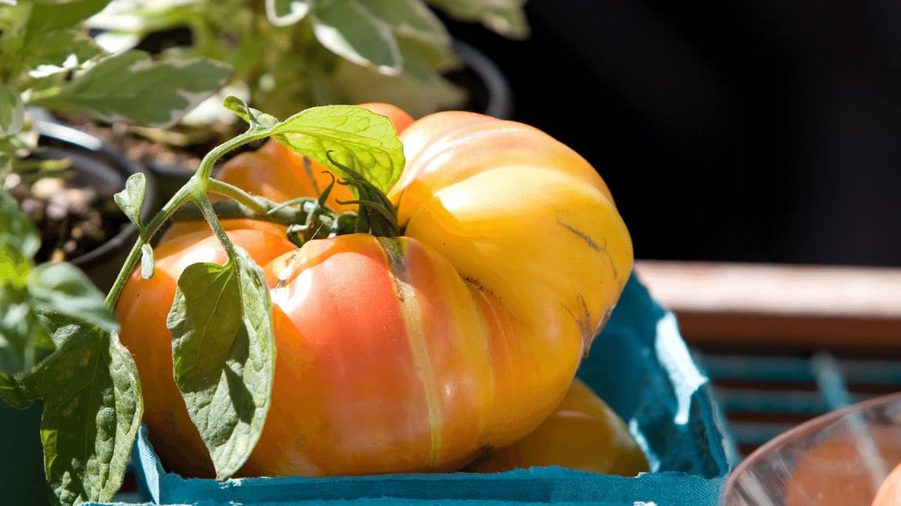 German Queen Tomatoes Heirloom Tomato