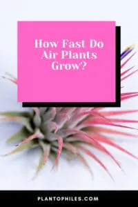 How Fast Do Air Plants Grow