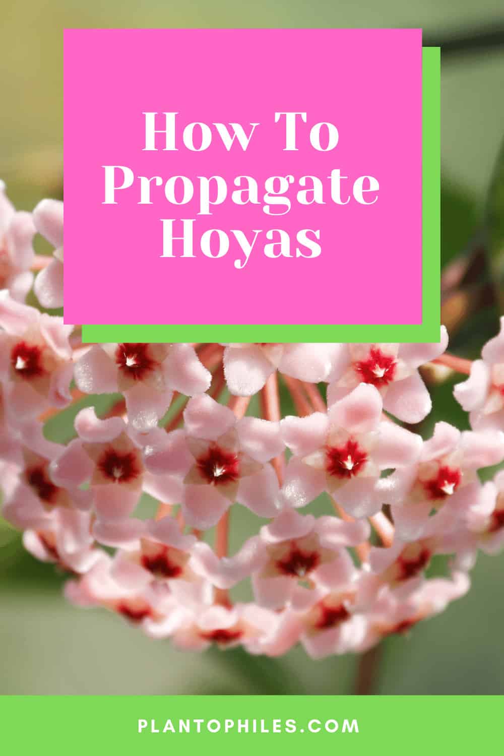 How To Propagate Hoyas