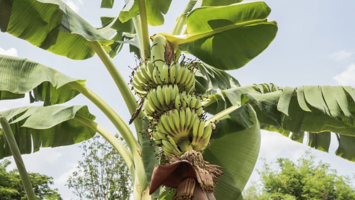 How To Prune Banana Trees? A Step-By-Step Guide