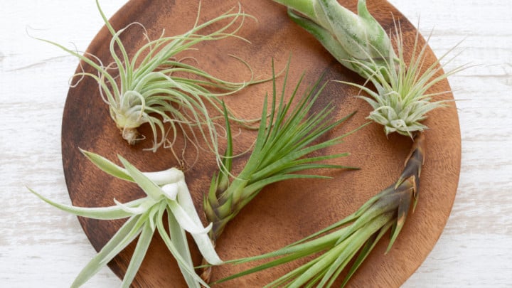 How Fast Do Air Plants Grow? #1 Best Answer