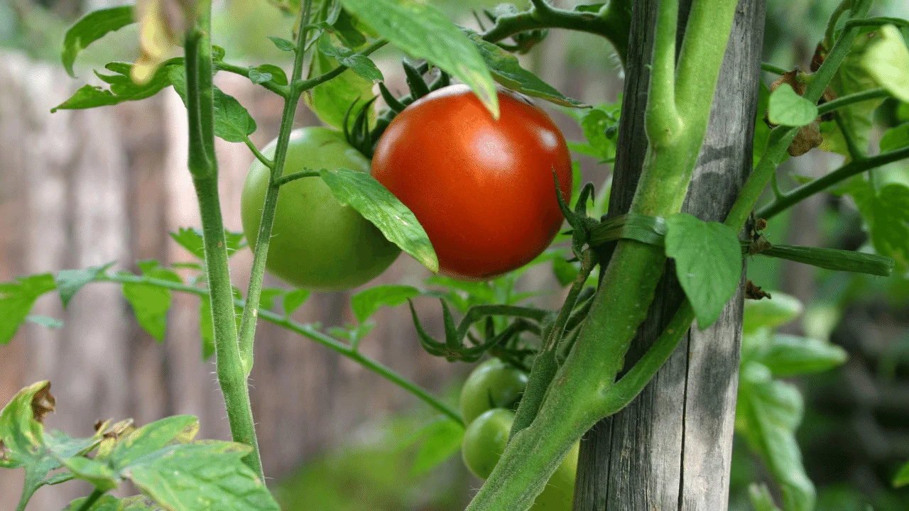 How to Fix Leggy Tomato Plants