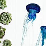 How to Make A Jellyfish Succulent