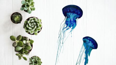 How to Make A Jellyfish Succulent – The Complete Guide
