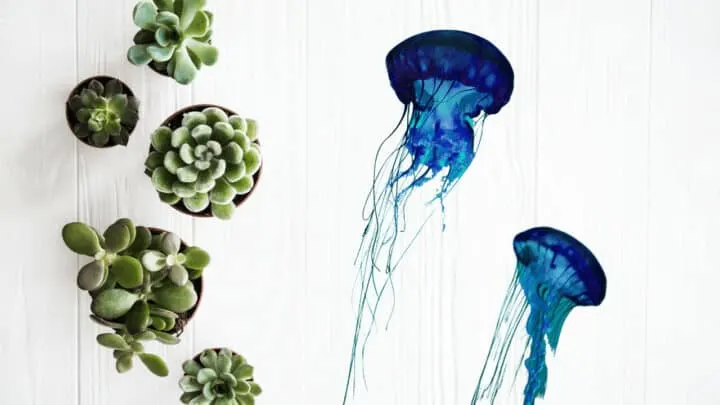 How to Make A Jellyfish Succulent &ndash; The Complete Guide