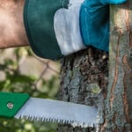 How to Prune Trees to Produce More Fruits