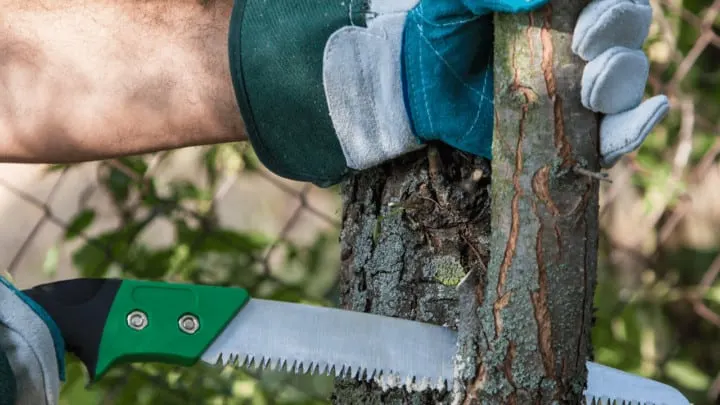 How to Prune Trees to Produce More Fruits?