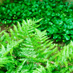 How to transplant Ferns