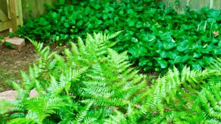 How to transplant Ferns