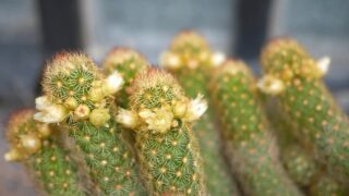 Ladyfinger Cactus Care