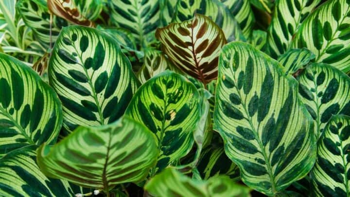 Curly Leaves on Calatheas ― A Thing of the Past!