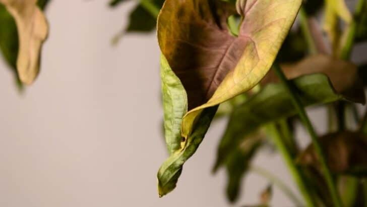Plant Leaves Curling Upwards: 7 Possible Reasons & Fixes