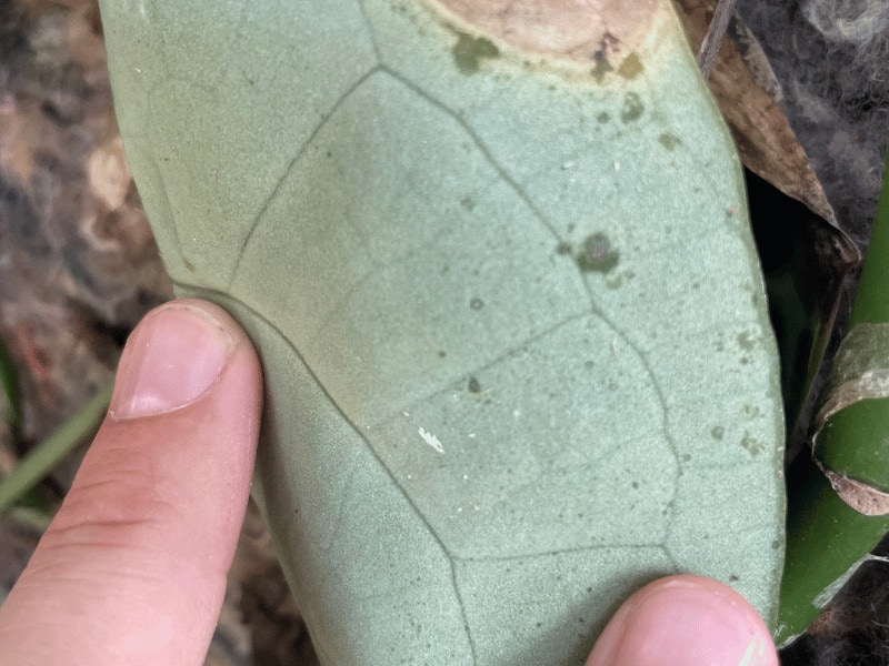 Leaves can be read like a newspaper. They tell you everything. Here I see signs of a past mealybug infestation, overwatering and dry air on the Velvet Cardboard Leaf