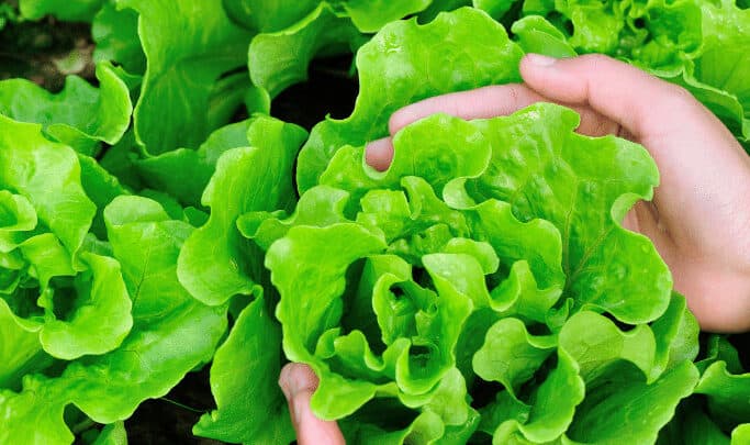 Lettuce should be fed every 2 weeks using a balanced fertilizer