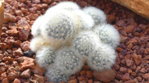 Feather Cactus Care – The Ultimate Guide