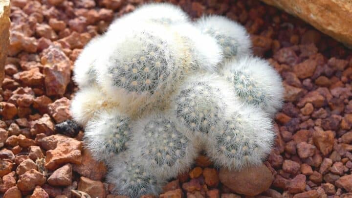 Feather Cactus Care – The Ultimate Guide