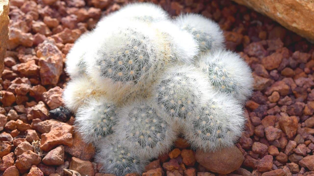 Feather Cactus Care The Ultimate Guide Plantophiles Blog