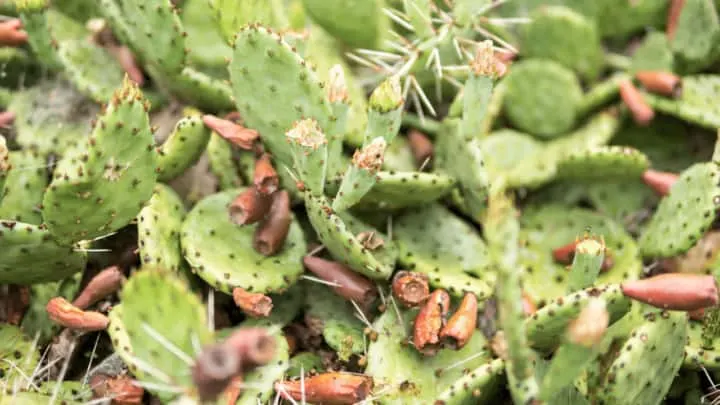 Opuntia Humifusa Care &ndash; Best Tips!