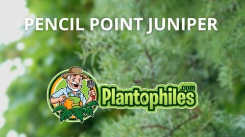 Juniperus Communis ‘Pencil Point’ Care – The Complete Guide