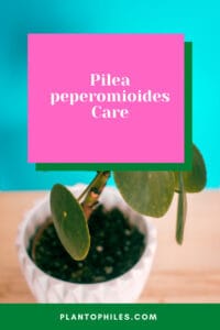 Pilea peperomioides Care