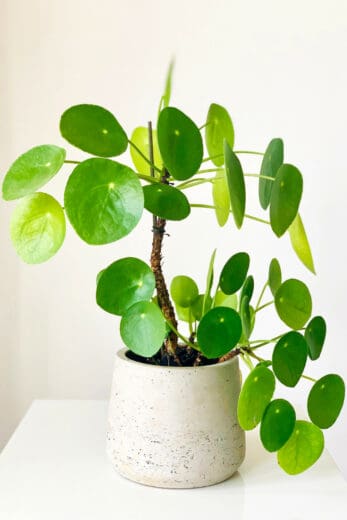 How To Care For Pilea Peperomioides - 101 Guide