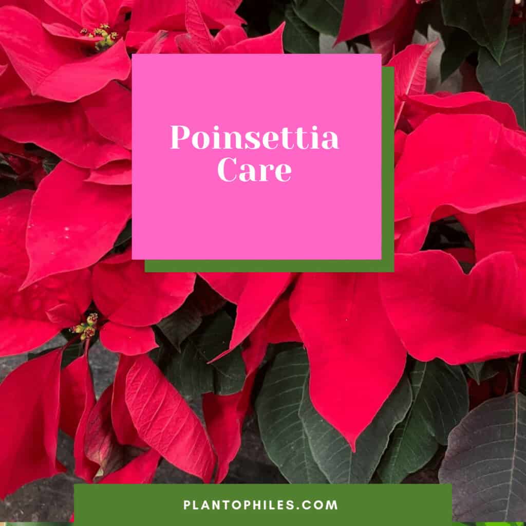 Poinsettia Care